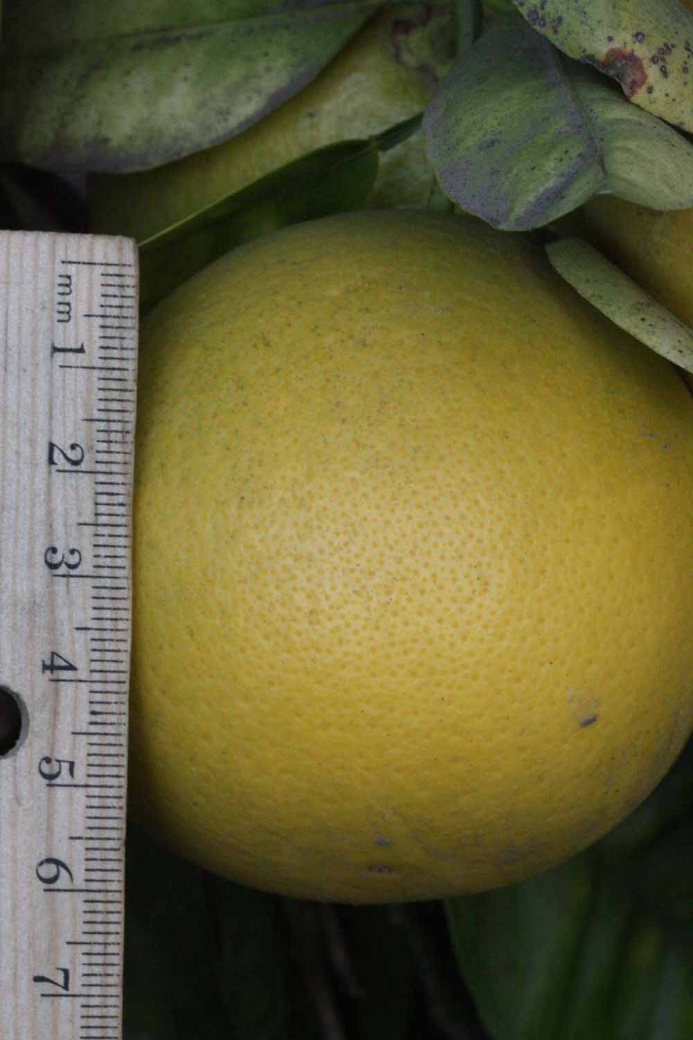            Fruit (Riverside, CA)   